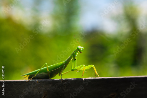 Nice green mantis close up macro color insect 