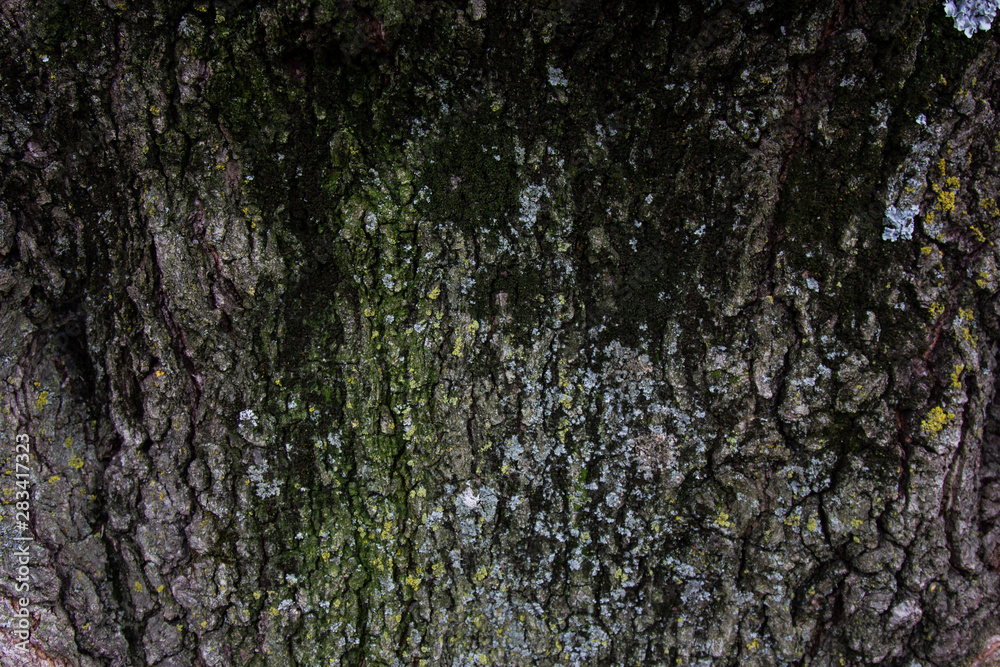 Tree Bark Tree Bark