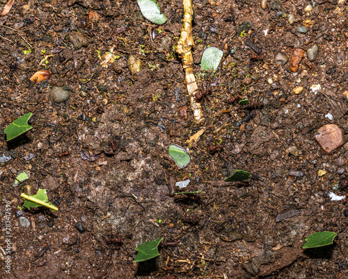 Macro Ants Carrying Leaves 3