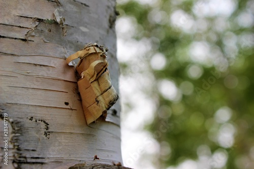 peeling birch
