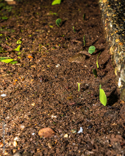 Macro Ants Carrying Leaves 6