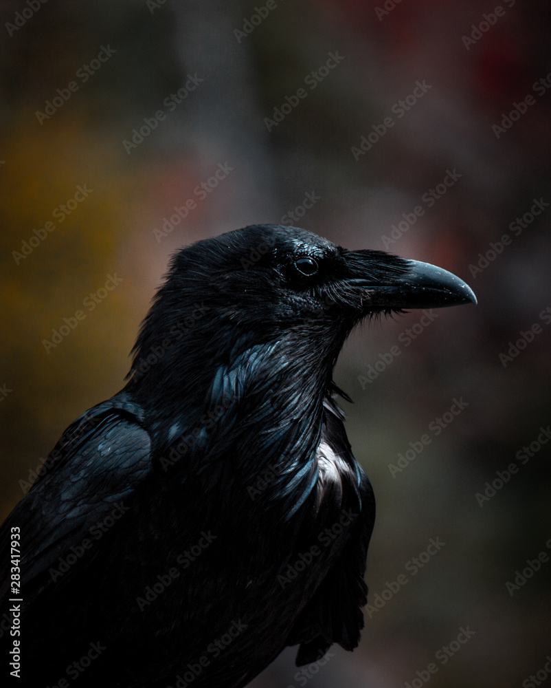 Fototapeta premium Raven Head