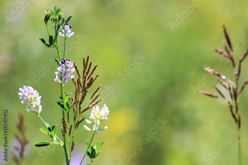 wild flower
