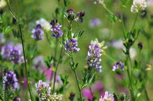 lavender wildflowers