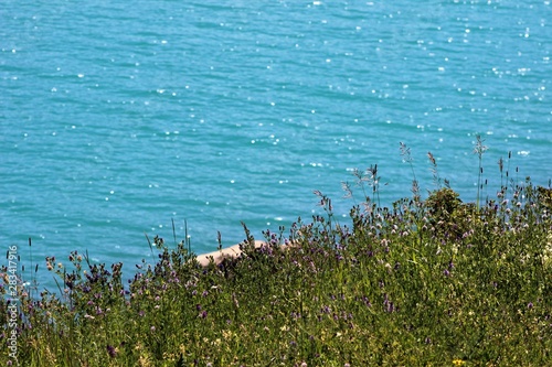 flowers on the shore of the lake