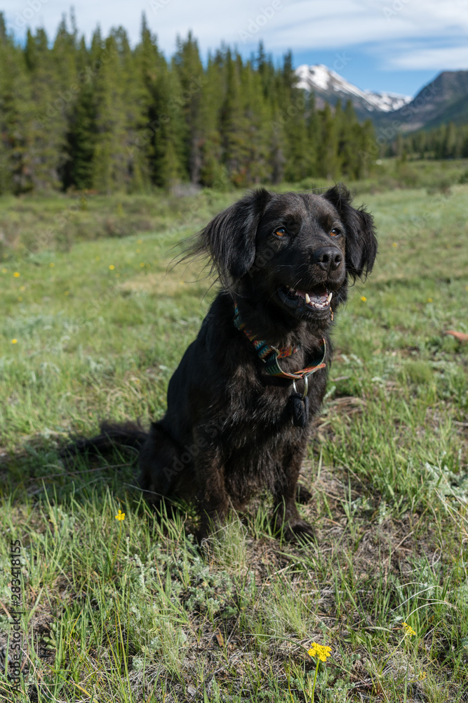 Black Dog in Colorado