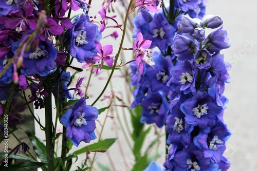 a mix of wildflowers