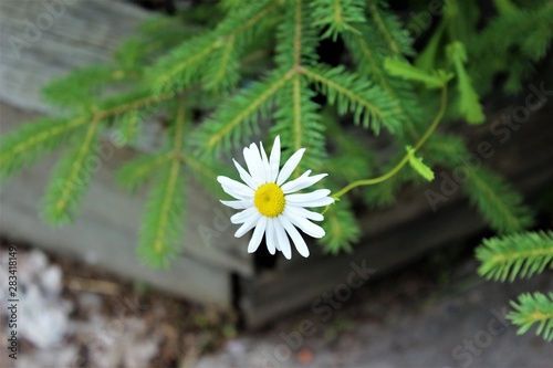 wild daisy