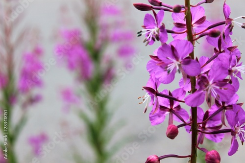 pink flowers