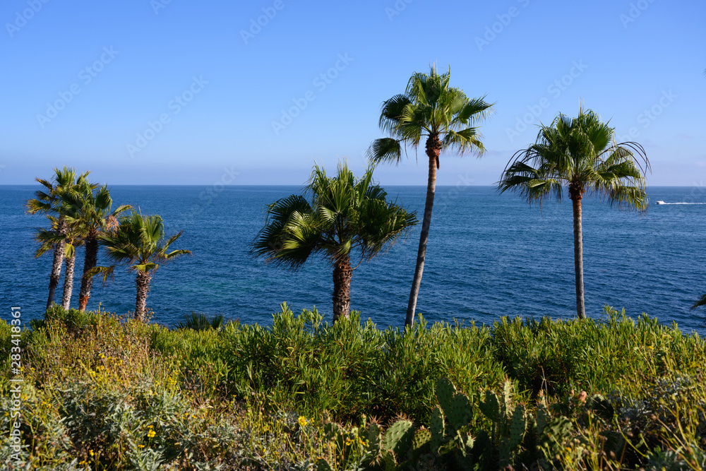 california palm tree with blue sky on the back california palm tree with blue sky on the back