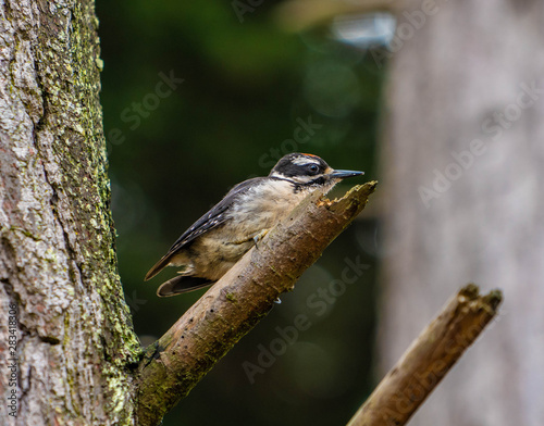 Bird Wildlife Nature 2