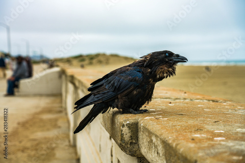 Bird Wildlife Nature 3