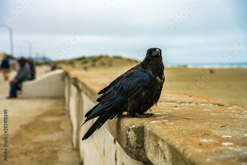 Bird Wildlife Nature 4