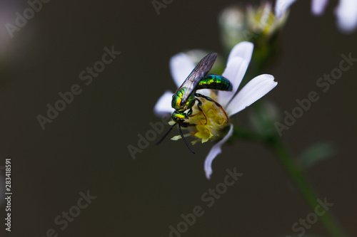 Insect on Flower photo