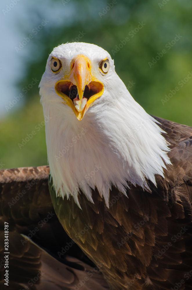 Obraz premium Bald Eagle perches and stares