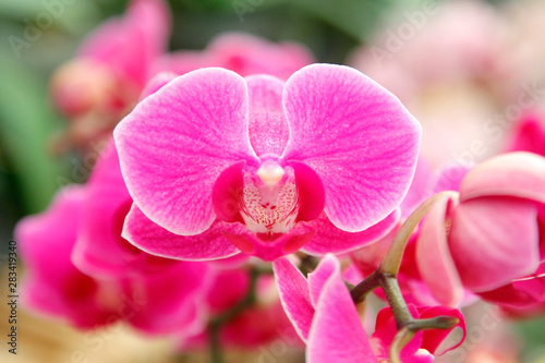 colorful orchid flower in garden