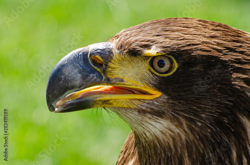 Eagle Profile