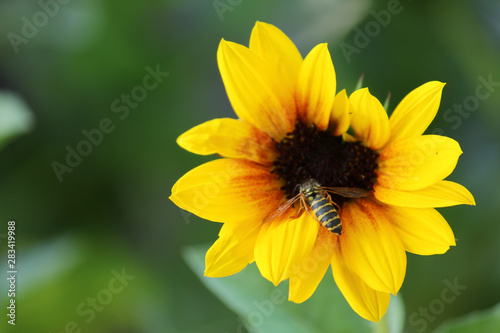 Sunbelievable  Sonnenblume  Balkonsonnenblume mit Wespe auf der Bl  te