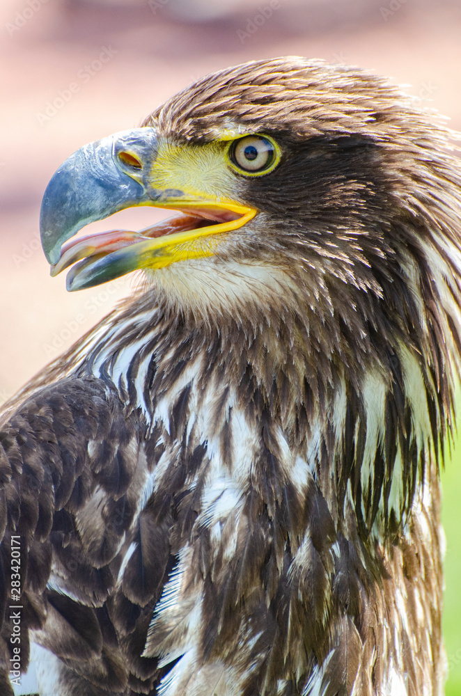 Obraz premium Young Eagle with tongue out