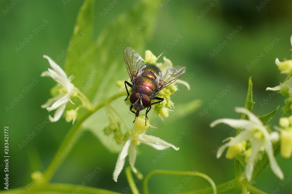 one green fly sits on a white flower in nature one green fly sits on a white flower in nature