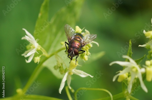 one green fly sits on a white flower in nature