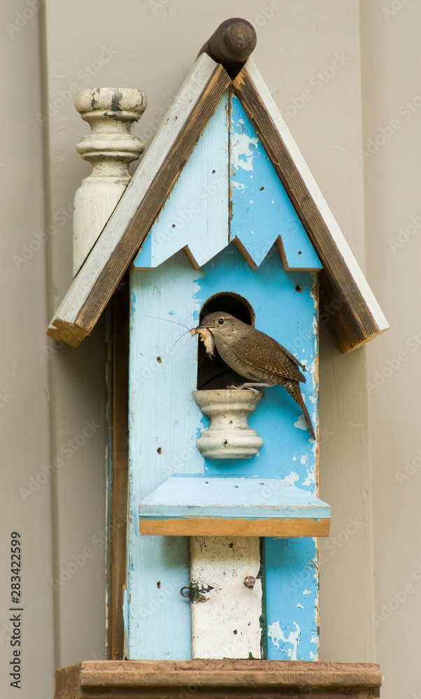 Carolina wren (Thryothorus ludovicianus) at entrance to bird house, about to feed an insect to young inside, in northern Virginia.