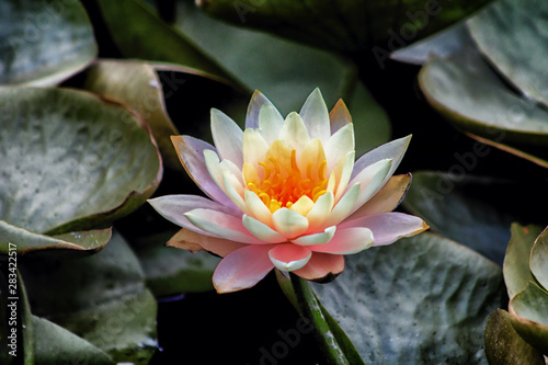 pink water lily in pond