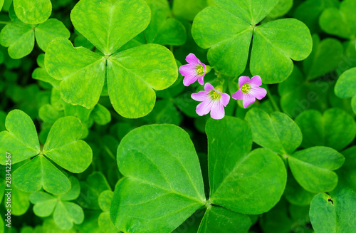 Wall Mural Oxalis articulata, known as pink-sorrel, pink wood sorrel, windowbox wood-sorrel, sourgrass, is a perennial plant species native to temperate South America