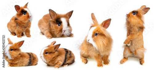 little baby rabbit collection