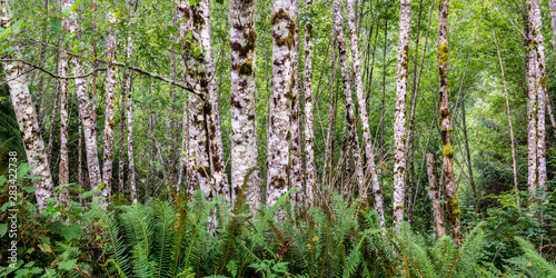 Fototapeta Naklejka Na Ścianę i Meble -  Red alder trees (Alnus rubra) and sword ferns (Polystichum munitum) along western coast of Vancouver Island, British Columbia, Canada.