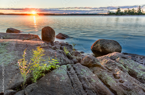 Wildflowers growing in crack in rocks on the shore of an island in the Georgian Bay archipelego at sunrise.