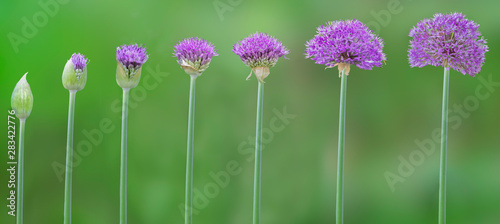 Φωτογραφία Progression of allium flowers from bud to maturity