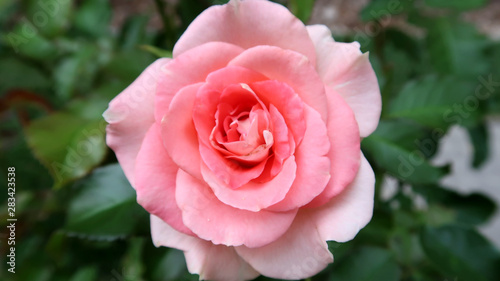Rose de couleur rose vu d en haut