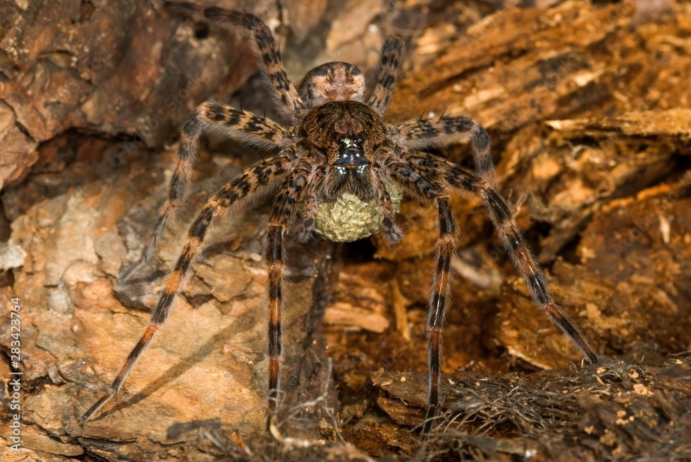 Female fishing spider (Dolomedes tenebrosus) carrying her eggs in a silken case beneath her. Female fishing spider (Dolomedes tenebrosus) carrying her eggs in a silken case beneath her.