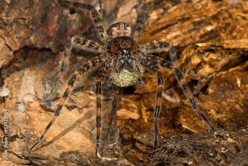 Female fishing spider (Dolomedes tenebrosus) carrying her eggs in a silken case beneath her.  photo