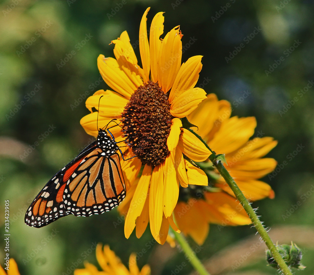 Naklejka premium butterfly on flower