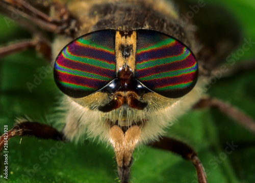 Highly iridescent eyes of horsefly (Tabanus sp.).