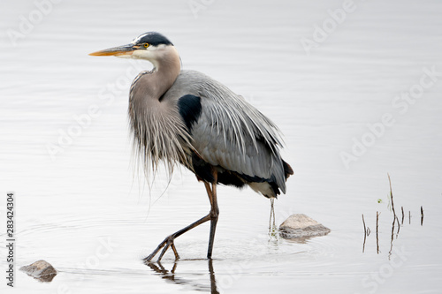 Foto great blue heron