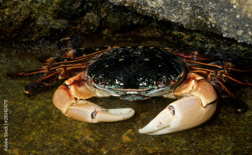 Striped shore crab (Pachygrapsus crassipes) hiding under ledge in tide pool at Point Lobos State Park in California. photo