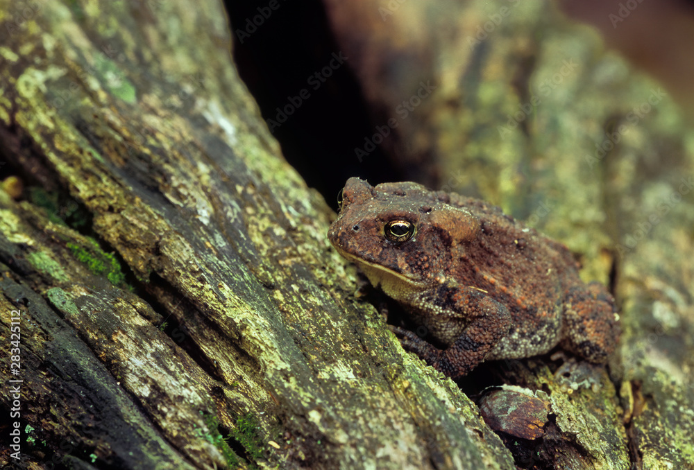 Naklejka premium American toad (Bufo americanus) basking on log; cavity in log provides shelter from heat, cold, and predators.