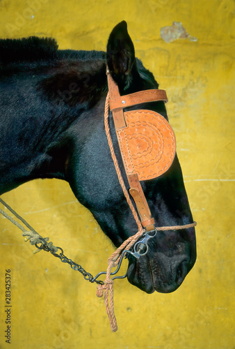 Foto Blinkered carriage horse waiting for customers (usually tourists) in Antigua, Guatemala