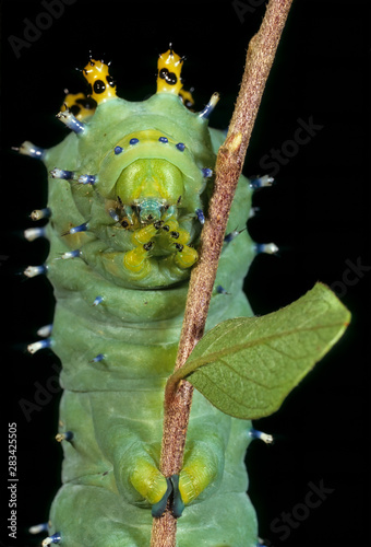 Larva of cecropia moth (Hyalophora cecropia), largest of the giant silkworm moths in North America. Caterpillar grows to more than four inches (110 cm) in length photo