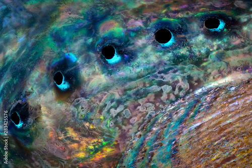 Close view of inside surface of abalone shell (Haliotis sp.), showing iridescent nacre and respiratory apertures.