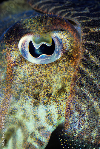 Photography Close-up of eye of common cuttlefish (captive); Sepia officinalis