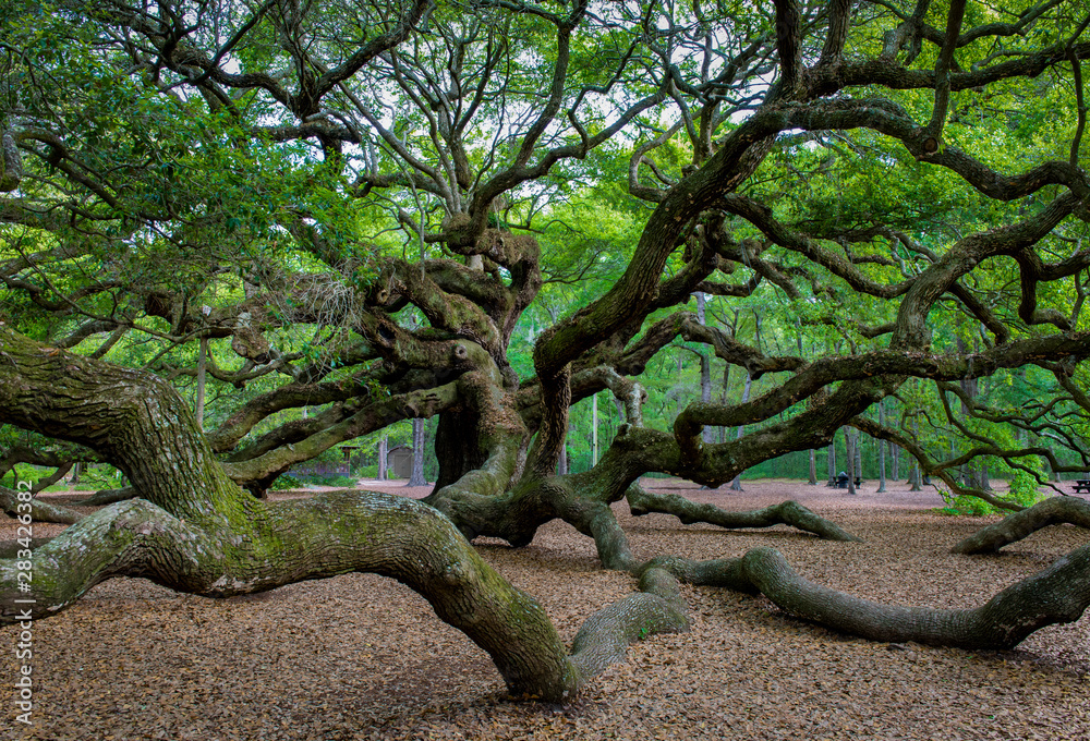 Obraz premium Branches of ancient Angel Oak, a 500-year-old southern live oak (Quercus virginiana) on Johns Island near Charleston, South Carolina. Longest branch is nearly 190 feet long.