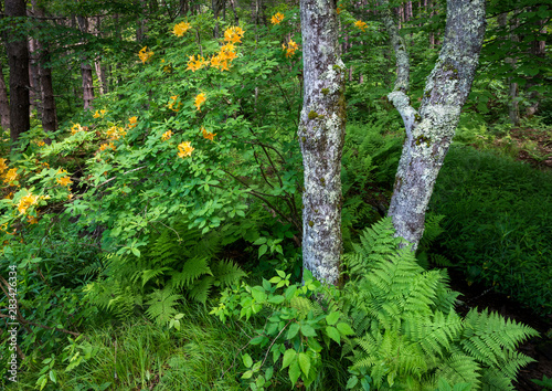 Ferns, lichen-covered trees, and orange azalea (Rhododendron austrinum) in forest in Monongahela National Forest in West Virginia. photo