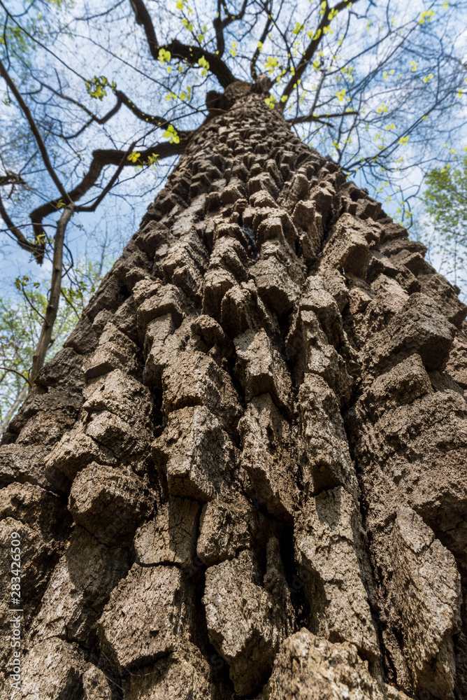 Deeply furrowed bark of old chestnut oak tree (Quercus prinus) in Shenandoah National Park in central Virginia.