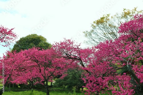 桃の花 春 きれい 公園 茨城