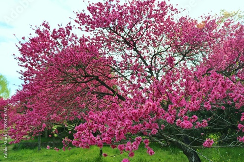 桃の花 春 きれい 公園 茨城