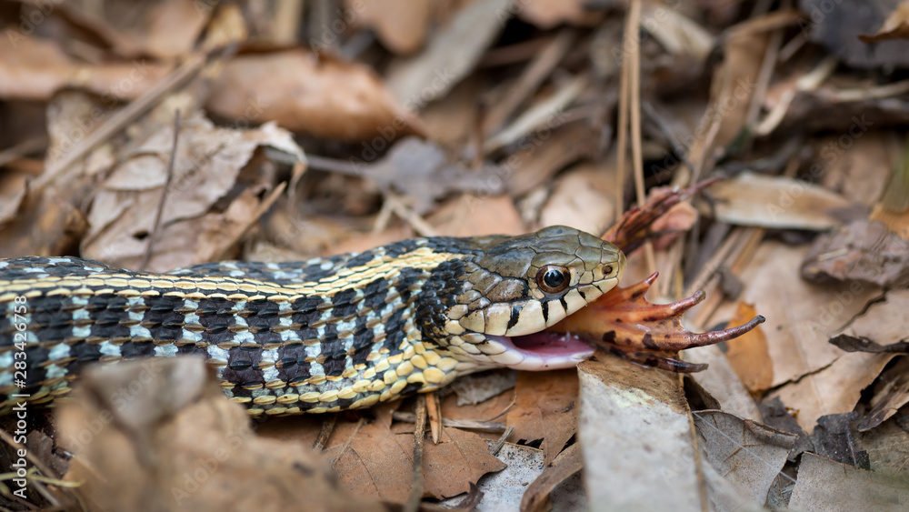 Obraz premium Common garter snake (Thamnophis sirtalis) swallowing a green frog (Lithobates clamitans or Rana clamitans). in central Virginia in mid-April, with only ends of hind legs protruding from mouth.